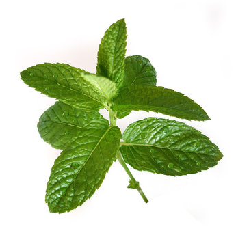 Mentha