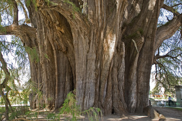 Trunk of a very old cypress tree in Oaxaca, Mexico
