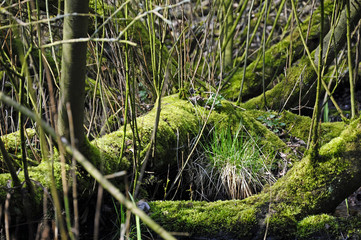 Mit Moos &uuml;berzogen