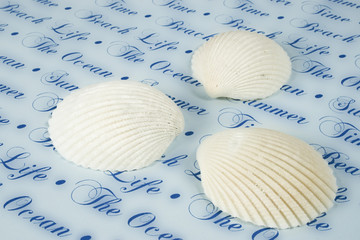 drei weiße muscheln © momanuma