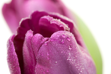 Macro of Purple Tulips with Water Drops
