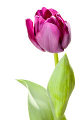 Fototapeta premium Set of Purple Tulips
