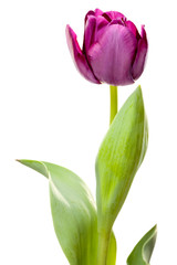Fototapeta premium Set of Purple Tulips