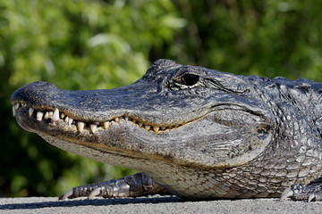 American Alligator Basking in The Sun