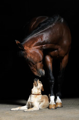 Horse and dog - 13331669