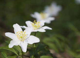 Wood Anemone