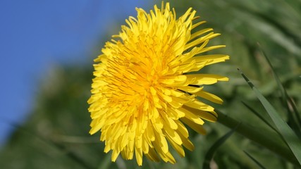 Dandylion flower