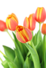 Bunch of beautiful tulips. Focus on a flower in centre.