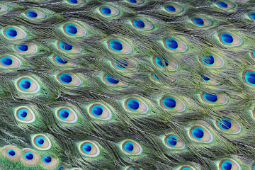 Peacock Feather Pattern