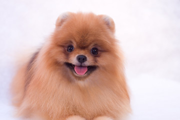 Pomeranian spitz