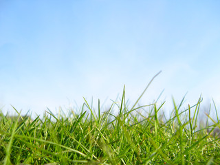 Spring Green Grass Against Blue Sky