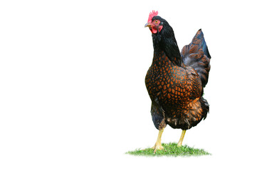 Huhn 7