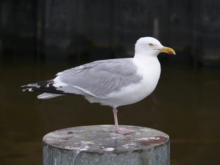 Silbermöwe