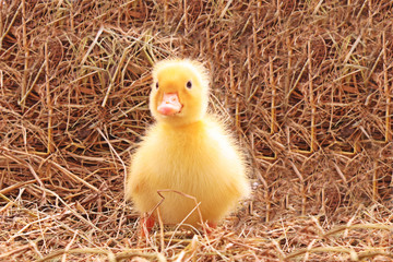 young duck