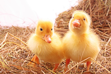 Two young ducks