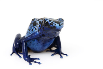 Blue Poison Arrow Frog (Dendrobates azureus)