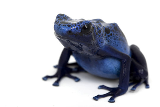 Blue Poison Dart Frog