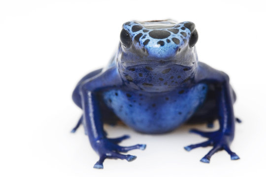 Blue Poison Arrow Frog (Dendrobates azureus)