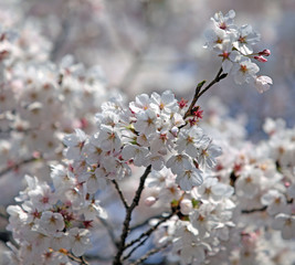 Obraz premium Cherry Blossom Festival