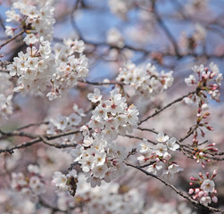 Obraz premium Cherry Blossom Festival