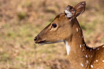 Chital Portrait
