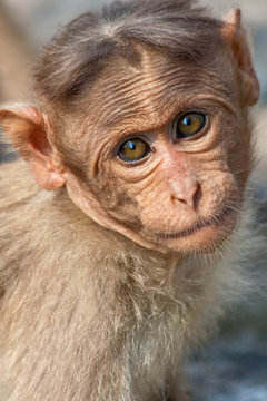 Baby Bonnet Macaque