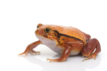 Tomato Frog