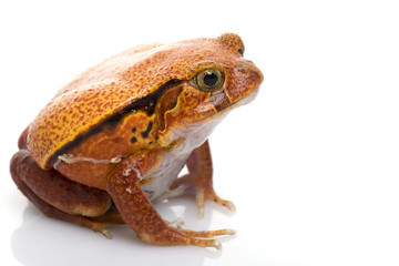 Fototapeta premium Tomato Frog