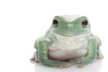White’s Tree Frog
