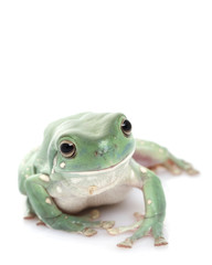 White’s Tree Frog