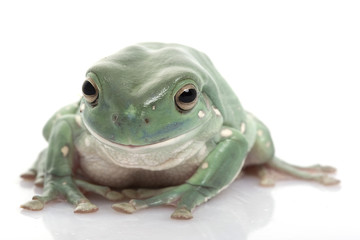White’s Tree Frog