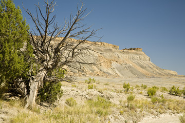 Mountain and juniper tree in Southern Utah's Castle Valley.