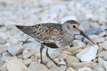 a sandpiper