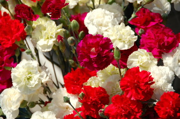 carnations red and white