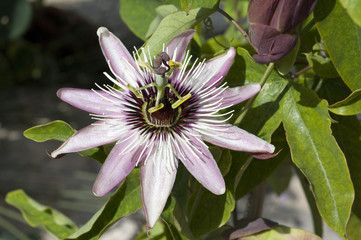 Passionsblume, Passiflora x belotti