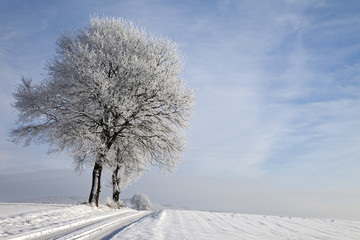 Weg mit Baum im Winter