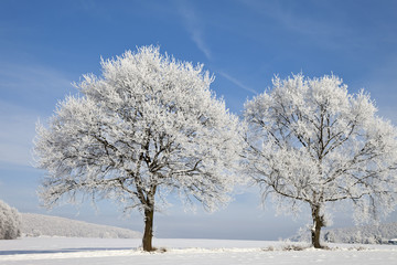 alleinstehende Bäume im Winter