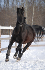 beautiful black stallion runs on the snow