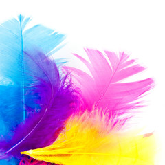 colorfull feathers with copy-space