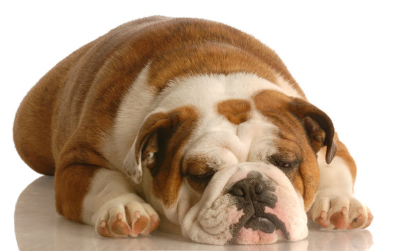 english bulldog sleeping isolated on white background