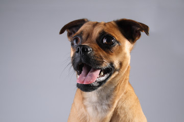 Head shot of small brown dog, Jack Russell and Pug Mix