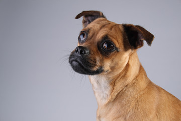 Head shot of small brown dog, Jack Russell and Pug Mix