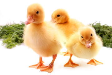 three yellow fluffy ducklings