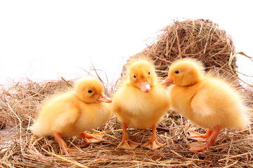 three yellow fluffy ducklings