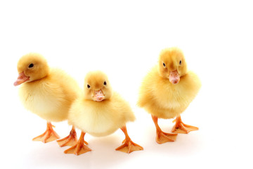 three yellow fluffy ducklings