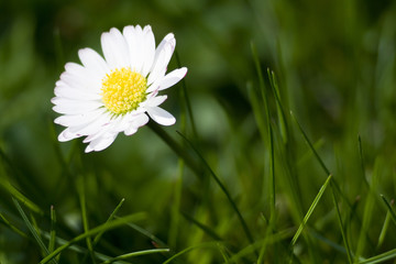 Obraz premium daisy flower