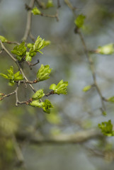 Hawthorn Buds Open