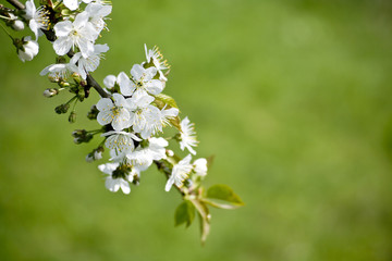 Obraz premium Branch of a blossoming tree with white flowers