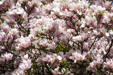 Background of blooming magnolia tree