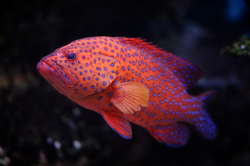 Red groper
